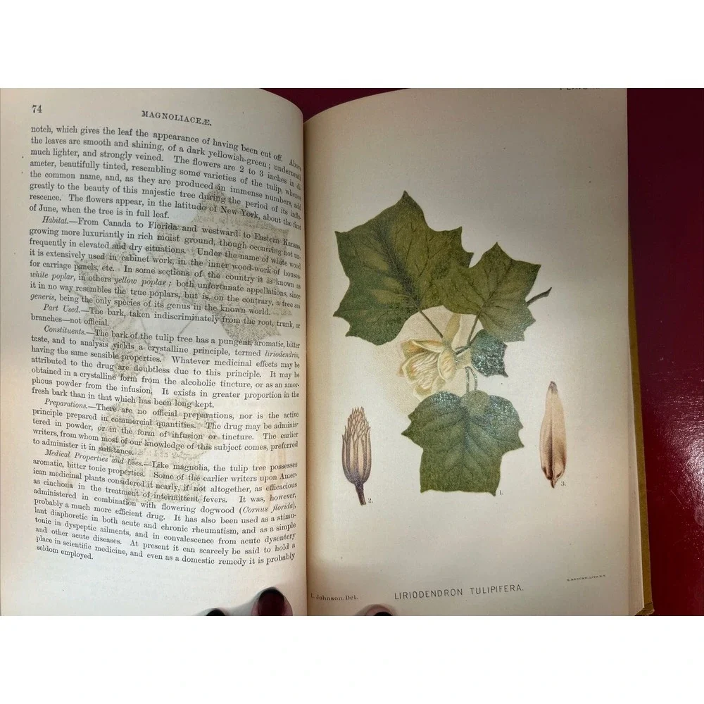 RARE A Manual of the Medical Botany of North America Laurence Johnson 1st E 1984